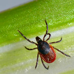 A close up of a female tick (body length 3 mm) sitting on a leaf.