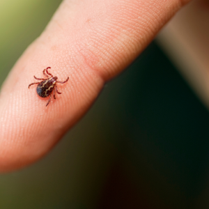 summer pests, mosquitoes, ticks, Lyme disease, West Nile virus, bug spray, bug repellant