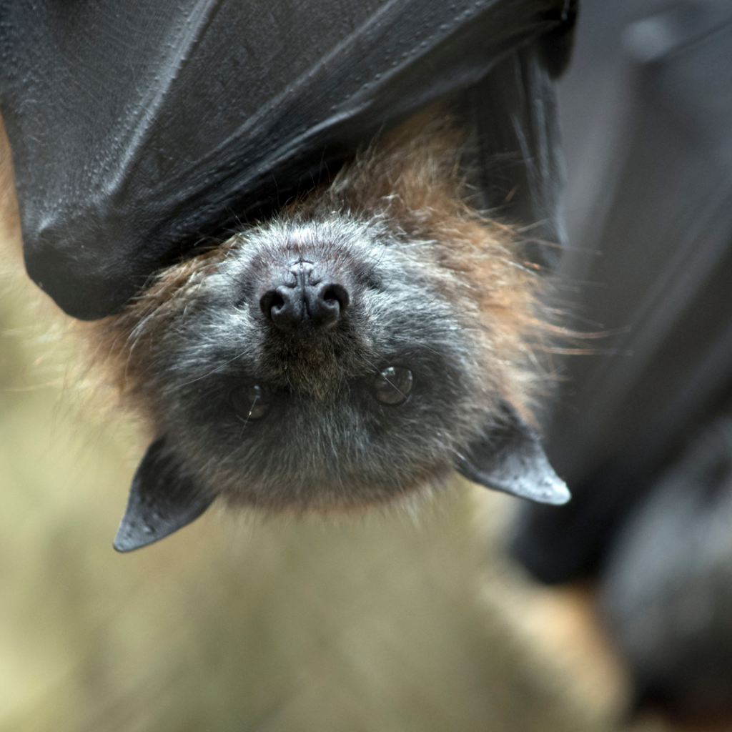 Memorial Health Blog | Bats and Rabies: Not Just a Scary Halloween ...