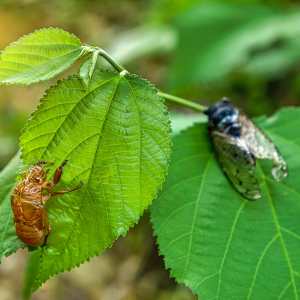 cicadas, insects, diet